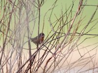 IMG_5489_Subalpine Warbler.jpg