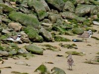 L1360240_Little Ringed Plover.jpg