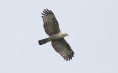 1CrestedHoneyBuzzard.JPG