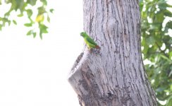 5.Blue Crowned Hanging Parrot.jpg