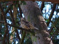 Mistle thrush crop.JPG