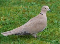 Collared-dove-3.jpg