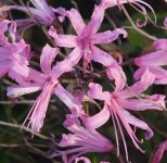 Nerines-small.jpg