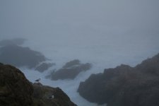 1 bodega head surf and fog_3088.jpg