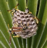 MALLORCANWASP 01.JPG