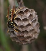 MALLORCANWASP 02.JPG