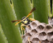 MALLORCANWASP 03.JPG