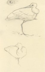 Gout Glossy sketches sleep 20.9.10.jpg