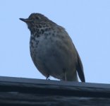 img_4554_thrush.jpg