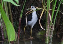 3.WhiteBreastedWaterhen.jpg