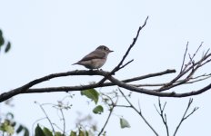 4.AsianBrownFlycatcher.jpg