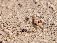 IMG_9885_Lesser Short-toed Lark.jpg