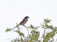 IMG_9917_Great Grey Shrike .jpg