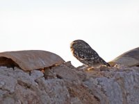 IMG_9978_Little owl.jpg