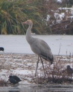 Beddington Farm Common Crane 2.jpg