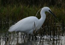 egret6.jpg