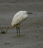 ringed egret 5.jpg