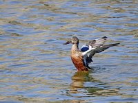 IMG_8024_Shoveler.jpg