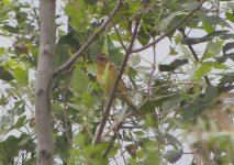 Yellow-breasted Bunting.jpg