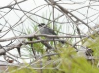 Lo Pagan Sardinian Warbler 1.jpg