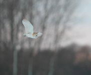 barnowl2.jpg