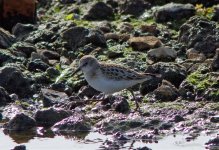 little stint_edited-1.jpg