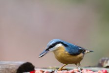 Nuthatch Eating.jpg