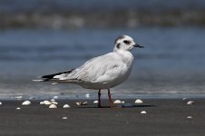 Little Gull iran 1.jpg