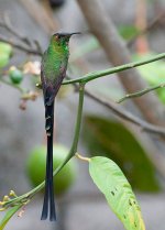 Black-Tailed_Trainbearer.jpg