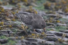 3.PurpleSandpiper.jpg