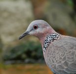 spotted dove P7000 adj c DSCN1972.jpg