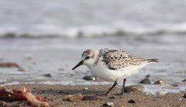 sanderling.jpg