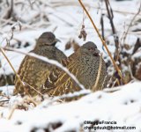 Chestnut-throated partridge 1 800.jpg