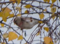 Headley Heath Redpoll 1.jpg