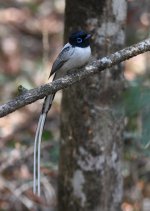 087 Madagascar paradise flycatcher.JPG