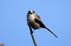 Long Tailed Tit (R).jpg