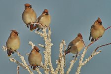 Waxwings 1_forum.jpg