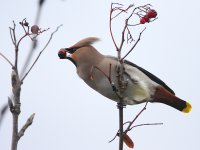 Waxwing-berry-mouth-birdfor.jpg