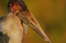 Marabou Stork headshot.jpg