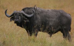 Cape Buffalo Bull.jpg