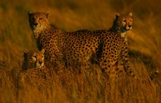 Cheetah family at sunset.jpg