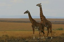 Courting Masai Giraffe.jpg