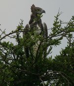 Martial Eagle with a full crop.jpg