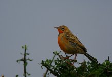 Rosy-breasted Longclaw female.jpg