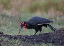 Southern Ground-Hornbill.jpg