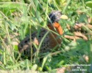 spottedbuttonquail_a_je-1.jpg