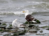 IMG_6870_Great Black-backed Gull.jpg