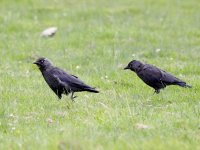 IMG_6892_2 Jackdaw.jpg