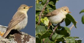 melodious-warbler-by-david-gifford.jpg