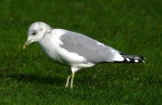 gull.jpg